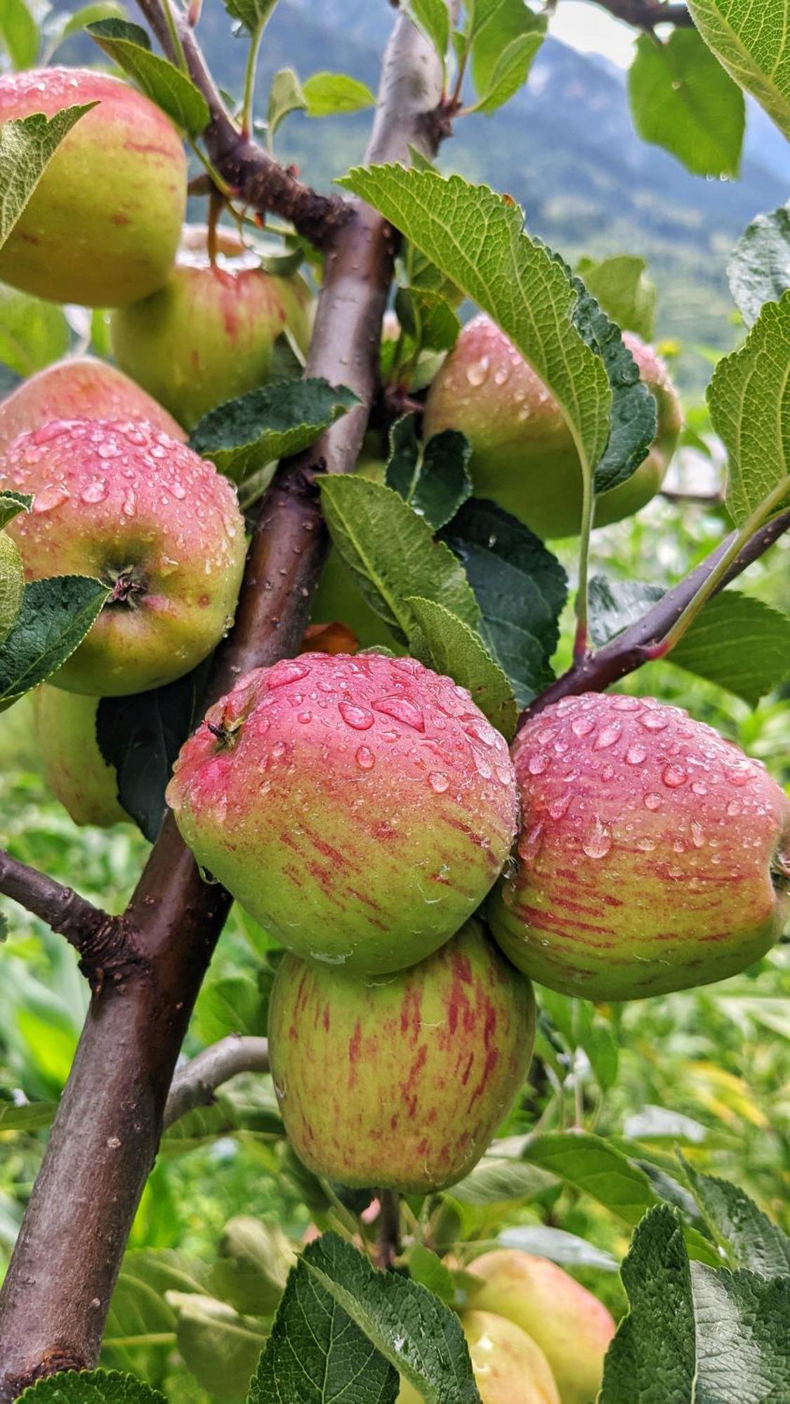Golden Heritage Dharali Harsil 외부 사진